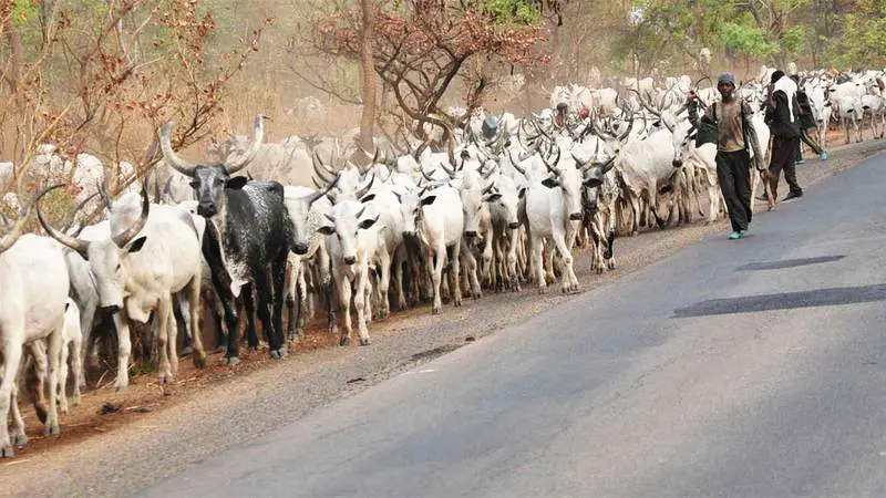 herdsmen_image